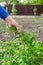 Man caring for gooseberry bush in outdoor garden