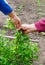 Man caring for gooseberry bush in outdoor garden