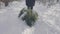 A man carries a Christmas tree home through the forest against the backdrop of the sun. Beautiful winter nature