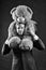 Man carries giant teddy bear on neck, dark background. Birthday gift concept. Guy calm bearded face holds toy teddy bear