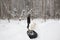 A man carries a pile of firewood in the winter forest