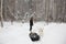 A man carries a pile of firewood in the winter forest