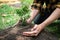 Man carrying seedling in two hands and protection new growing seedling to planting into soil in the garden