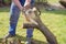 Man with chainsaw cutting the tree