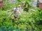 Man with a chainsaw in the foliage. sneaks through the logs to another object