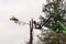 Man with chainsaw pruning trees