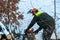 A man with a chainsaw saws branches and tree trunks. Deforestation in winter. The work of a woodcutter in severe winter conditions