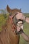 Man Checking Horse Teeth