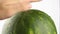 The man checks the ripeness of the watermelon, taps his fingers on it.