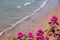 man and a child walk along a golden sands beach. Softly focused pink flowers fill the foreground.