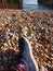 man chilling stone beach water waves blue brown feet foot pole