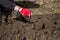 a man chooses the roots of weeds in the garden, vegetable garden, farm