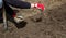 a man chooses the roots of weeds in the garden, vegetable garden, farm