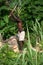 Man chopping wood in rural Haiti.