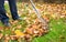 Man cleaning fallen autumn leaves in the yard