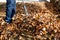 Man cleaning fallen autumn leaves in the yard