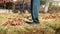 Man cleaning fallen autumn leaves in the yard