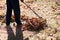 Man cleaning fallen autumn leaves in the yard