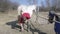 A man cleans a horse`s hooves with a special brush.