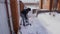 A man cleans snow in the winter in the courtyard of the house