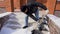 A man cleans snow in the winter in the courtyard of the house