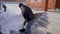 A man cleans snow in the winter in the courtyard of the house