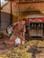 Man cleans up the betel fruit waste, Chikkanayakanahalli, Karnataka, India