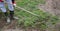 a man cleans weeds in the garden. Spring cleaning on the farm