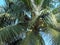 A man climb and harvest coconut tree for make palm sugar