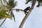 Man climbing coconut tree.