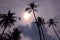 Man climbing coconut tree.