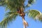 Man climbing coconut trees to harvest in the garden