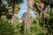 A man climbing to collect sugar palm