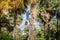 A man climbing to collect sugar palm