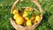 Man collect fresh tangerine oranges fruit on a basket,citrus healhy products