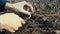 Man collecting edible mushrooms in forest in autumn. Charbonnier or sooty head mushrooms Tricholoma portentosum. Male