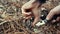 Man collecting edible mushrooms in forest in autumn. Charbonnier or sooty head mushrooms Tricholoma portentosum. Male