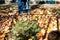 Man collecting fallen autumn leaves in the yard