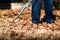 Man collecting fallen autumn leaves in the yard