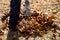 Man collecting fallen autumn leaves in the yard