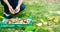 Man collecting walnuts in the field