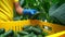 Man collects cucumbers in a greenhouse for commercial sale Spbas. Agriculture, farming, production