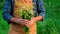 a man collects medicinal herbs in his hands. Selective focus.