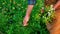 A man collects medicinal herbs in his hands. Selective focus.