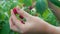 A man collects raspberries from a bush, a girl picks ripe raspberries with her hands