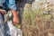 A man collects raw oregano from a mountain. Oregano harvesting from field, natural Greek oregano.Hand harvests green oregano from