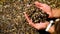 The man collects stones at the sea. Selective focus.