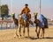 Man is cooling down his camels after training them to race