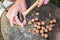 Man cracking hazelnuts in the backyard