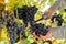 Man crop ripe bunch of white grapes on vine. Male hands picking Autumn grapes harvest for wine making In Vineyard. Cabernet